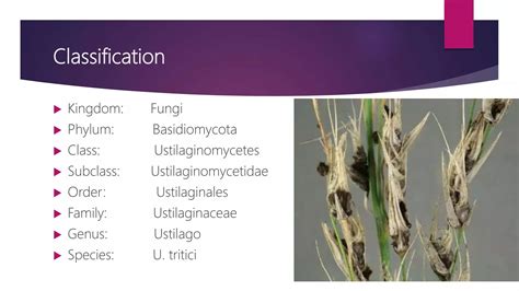 Phylum Of Ustilago
