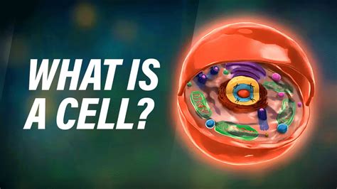 Image result for Cellular Structure and Function