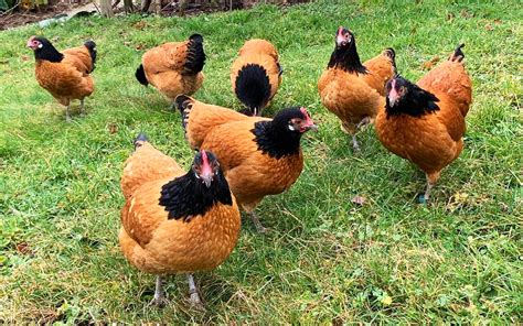 Vorwerk Chicken | Chicken Fans