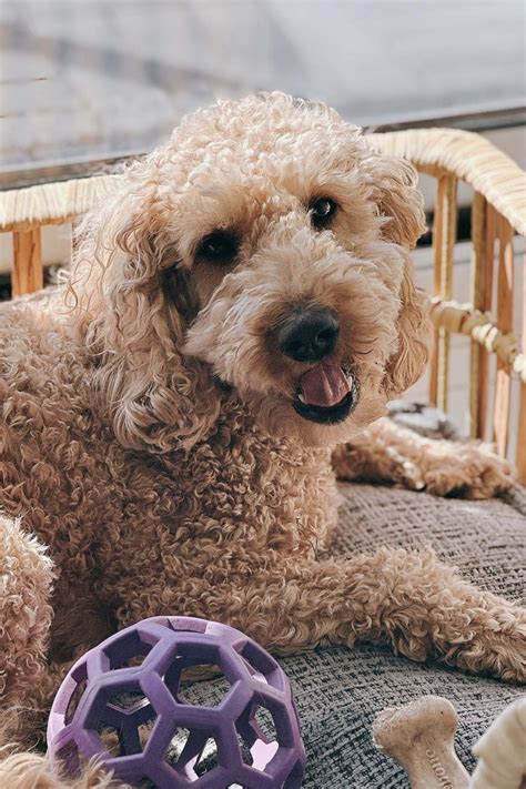 Image result for F1B Cockapoo