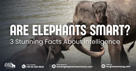 Are Elephants Smart? 3 Stunning Facts About Intelligence