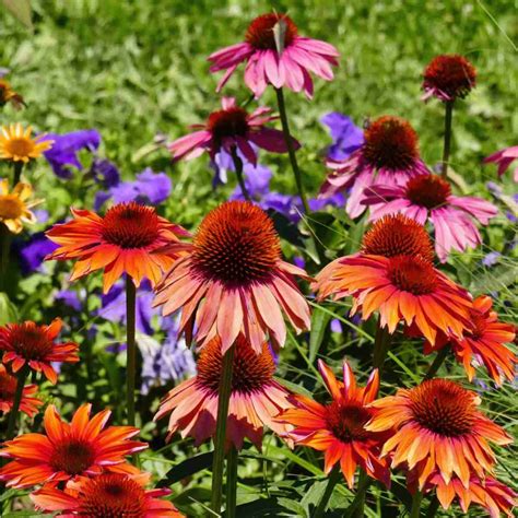 Coneflowers Perennials Echinacea White Swan – Knoll Gardens