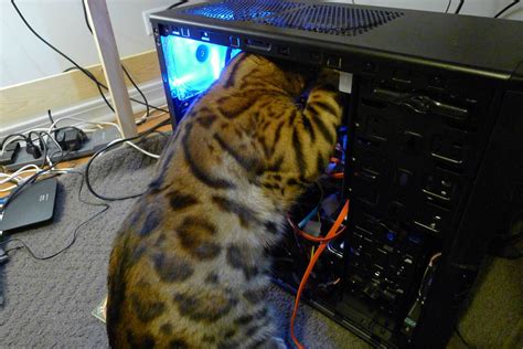 Image result for Cat Fixing Computer