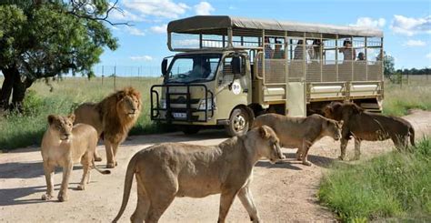 Lion & Safari Park