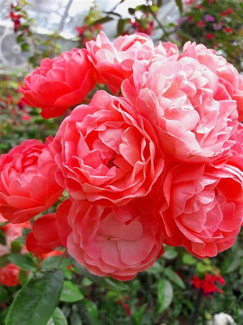 Flower Tree 的图像结果