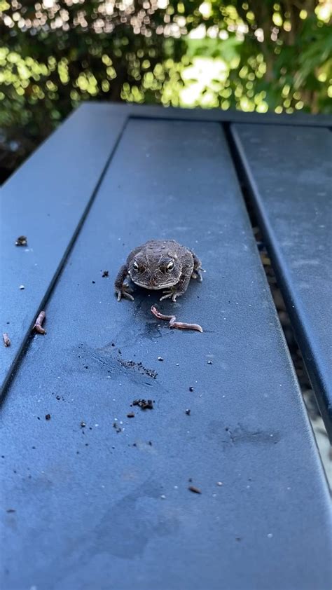 Image result for Giant Toad Eating