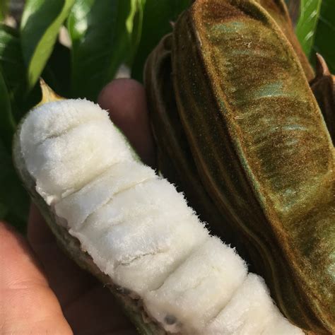 Ice Cream Bean Tree – Incredible Edible Landscapes