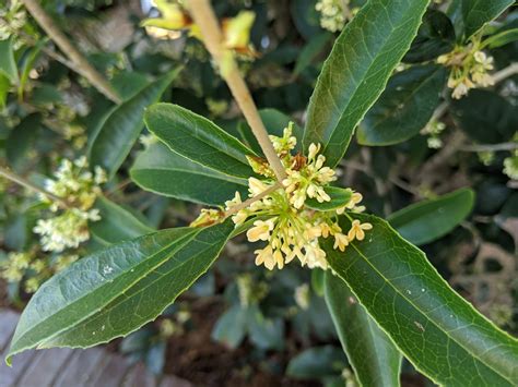 Tea Olive in full bloom December 2019 • John Charles Fleming