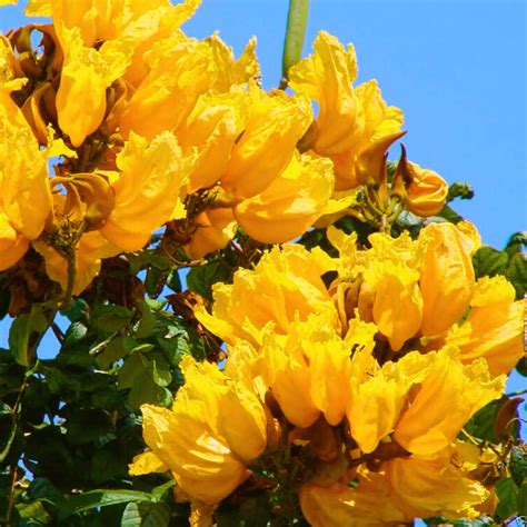 Spathodea Campanulata Yellow (African tulip tree) Live Plant – Bloomica