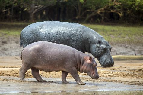 15 Facts About Hippos - Discover Walks Blog