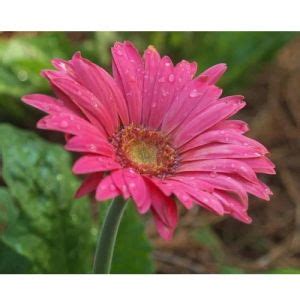 Orange Gerbera Flower Manufacturer, Supplier from Mysore