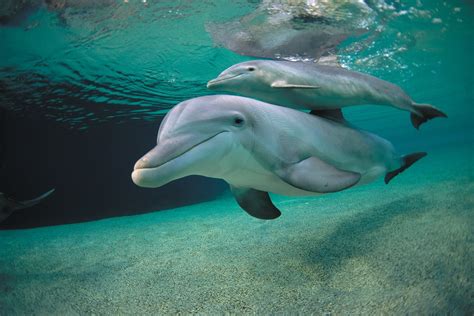 Marine Biologist Working With Dolphins