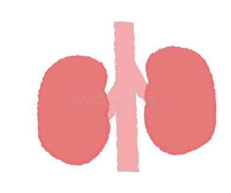 Image result for Handwritten Tutorials Kidney