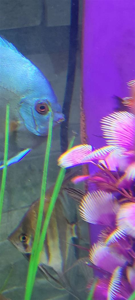 Image result for Low-Tech Discus Tanks