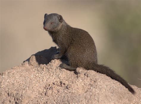 Mongooses or Mongeese? Which plural is correct? - Travel & Things