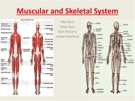 Image result for Skeletal System Muscular System