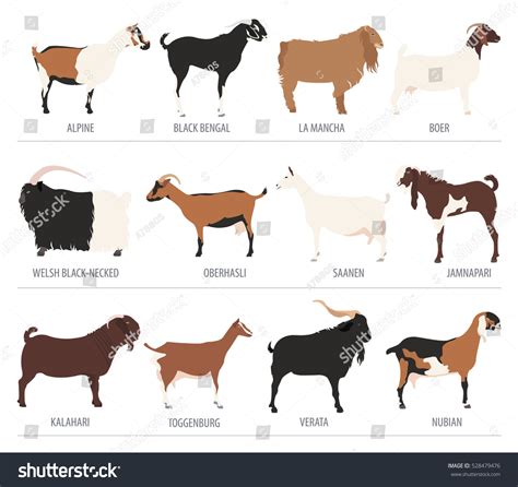 Goat Breeds - Facts, Types, And Pictures | Raising Farm Animals, Goats ...