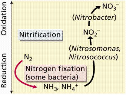 agaclar.net - View Single Post - Mikrobiyoloji ve Toprak