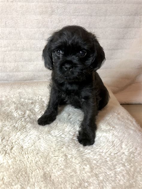 Pugalier - Carrara - PetsForHomes