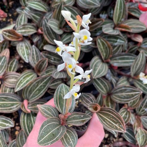 Pots For Jewel Orchids at Jimmie Mireles blog