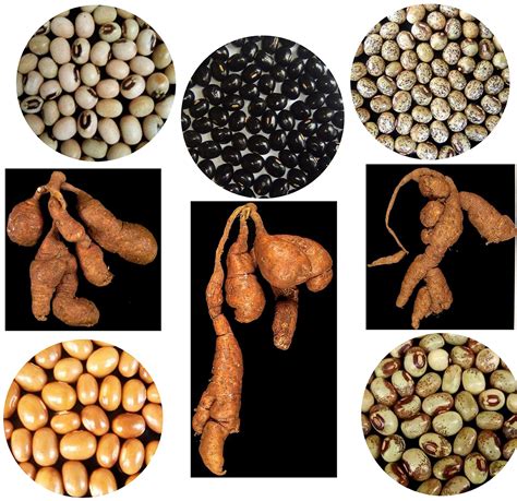 African Herbs For Men