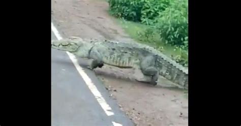 Video: Crocodile spotted crossing the road in Madhya Pradesh’s Shivpuri