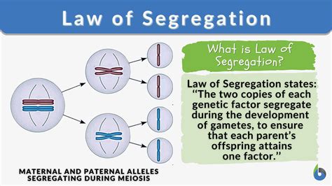 Mendel's Law of Segregation - Biology Online Dictionary