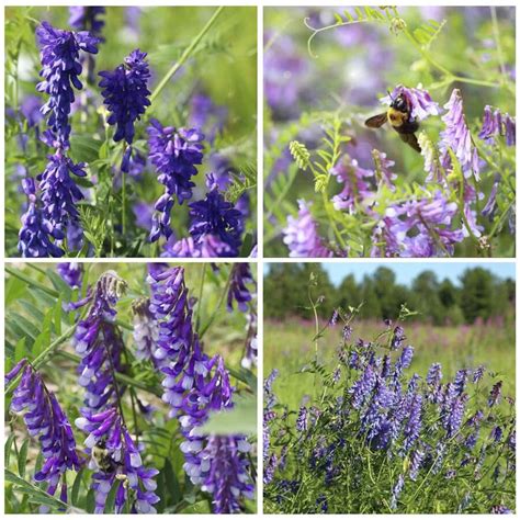 1000+ Hairy Vetch Cover Crop Flower Seeds For Planting-Pollinator ...