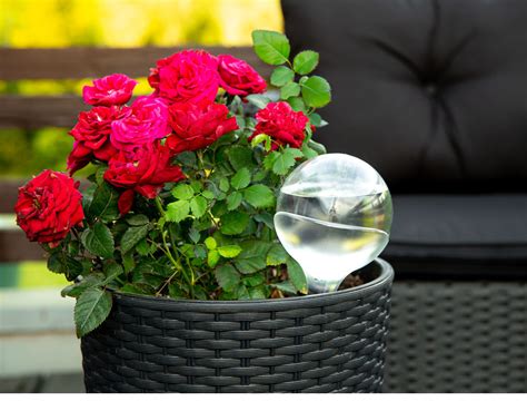 How Much Water Do Roses Need In A Vase | Detroit Chinatown