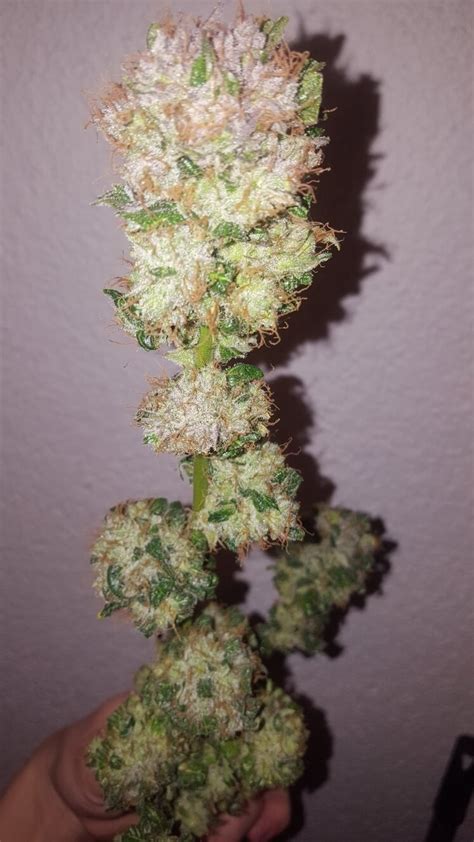 Strainreview: ACDC CBD Strain - Strain Reviews und Tests - Hanf Magazin