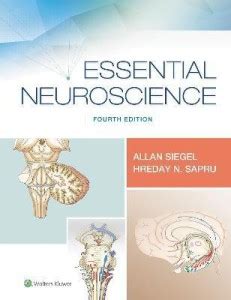 Essential Neuroscience: Buy Essential Neuroscience by Siegel Allan Dr ...
