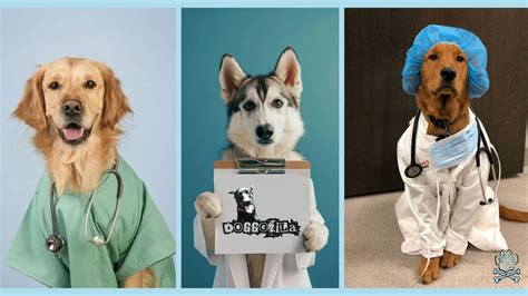 Doctor Dogs: Untold Stories Of Furry Heroes - Doggozila Magazine