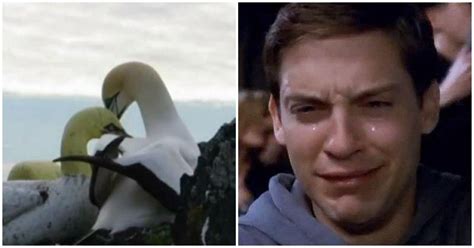 The Worlds Loneliest Bird Nigel, Died Next To The Fake Decoy He Loved ...
