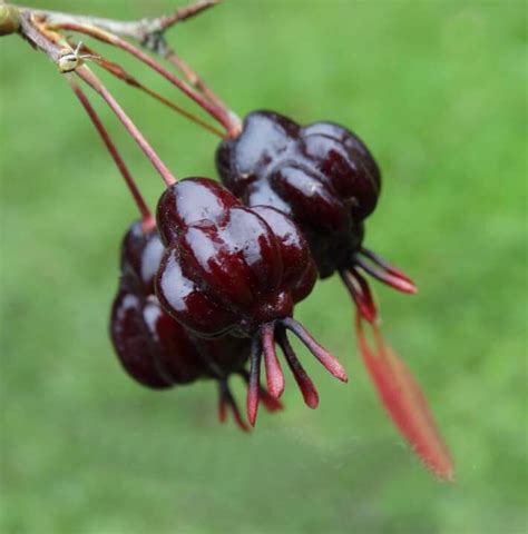 Pitanga Una Fruit Plant (Eugenia sulcata) – veliyathgardens