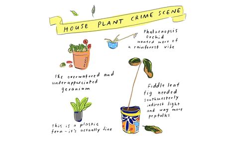 House Plant Crime Scenes - The world of zen