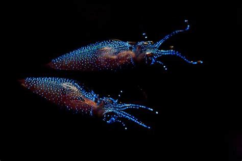 Image result for Alien Predator Goo