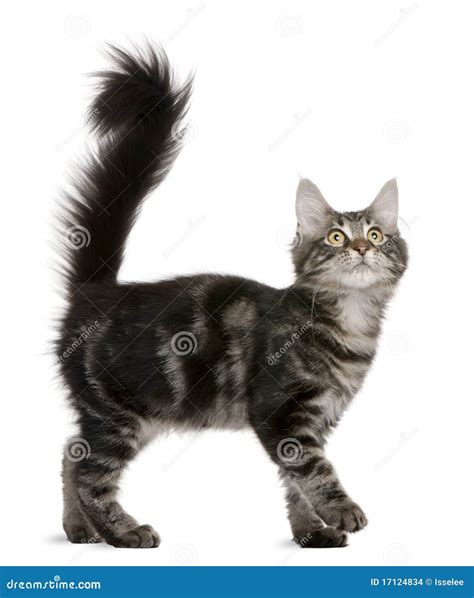 Maine Coon Kitten, 4 Months Old, Looking Up Stock Photo - Image of copy ...