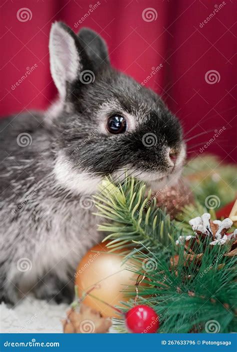 Curious Baby Black Silver Marten Netherland Dwarf Rabbit Pose Christmas ...