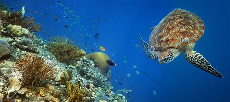 Local Near Me 的图像结果