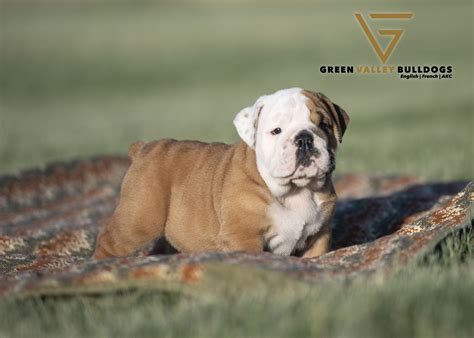 Valley Bulldog