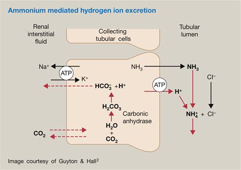 Renal physiology: acid–base balance - Anaesthesia & Intensive Care Medicine
