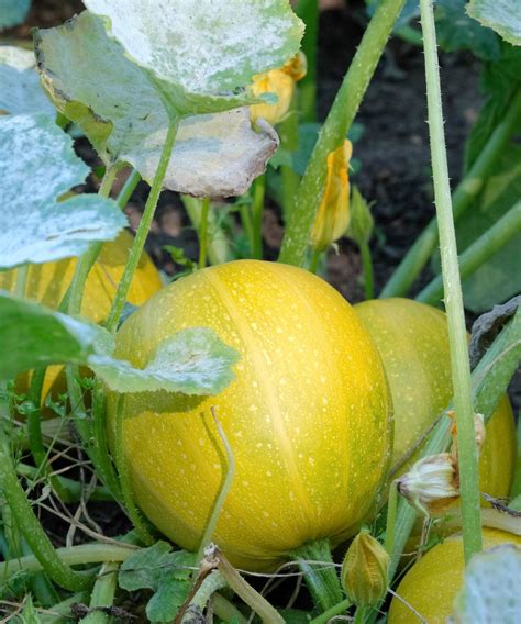 How to grow spaghetti squash: from seed to harvest | Homes and Gardens