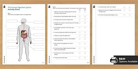 The Human Digestive System Activity Sheet