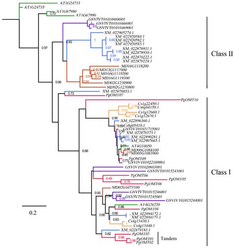 Genome-Wide Identification and Evolutionary Analysis of AOMT Gene ...