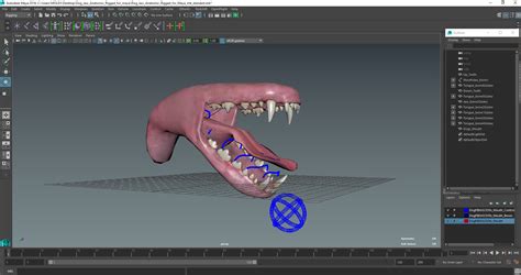 Dog Jaw Anatomic Rigged for Maya 3D | 3D Molier International