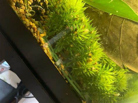Java Moss for Corydoras Breeding 的图像结果