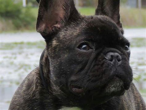 French Bulldog - Brindle - Colors and Markings - Showsight