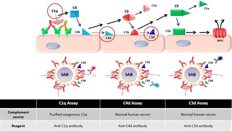 Image result for Complement Assays