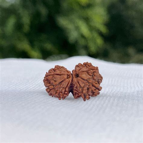 Gauri Shankar Rudraksha – Rare Shiv Shakti Bead – Kailasha Rudraksh