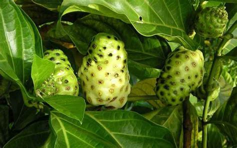 Fruit Plants for Sale | Kumaran Nursery Garden Vadipatti, Madurai – Buy ...